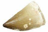 Fossil Mosasaur (Thalassotitan) Tooth - Morocco #364062-1